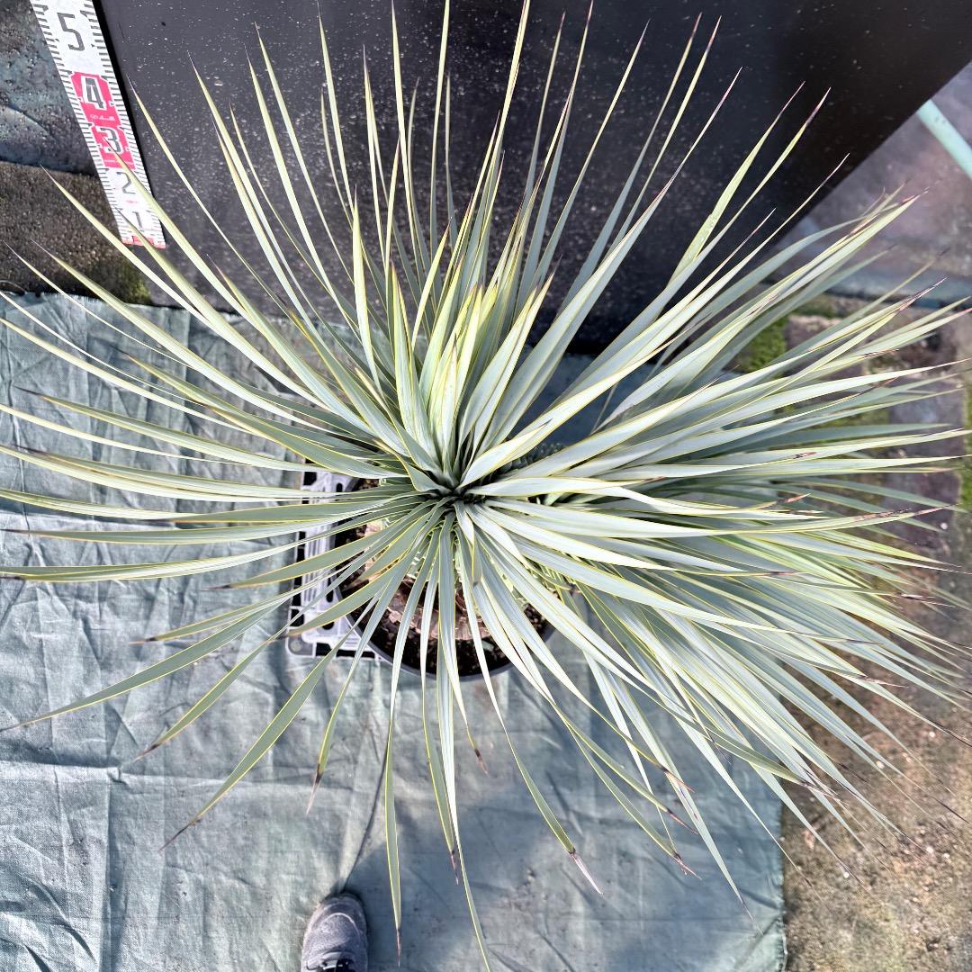 【AL1111】ユッカ　ロストラータ　超希少の頂上分頭　エキゾチック個体