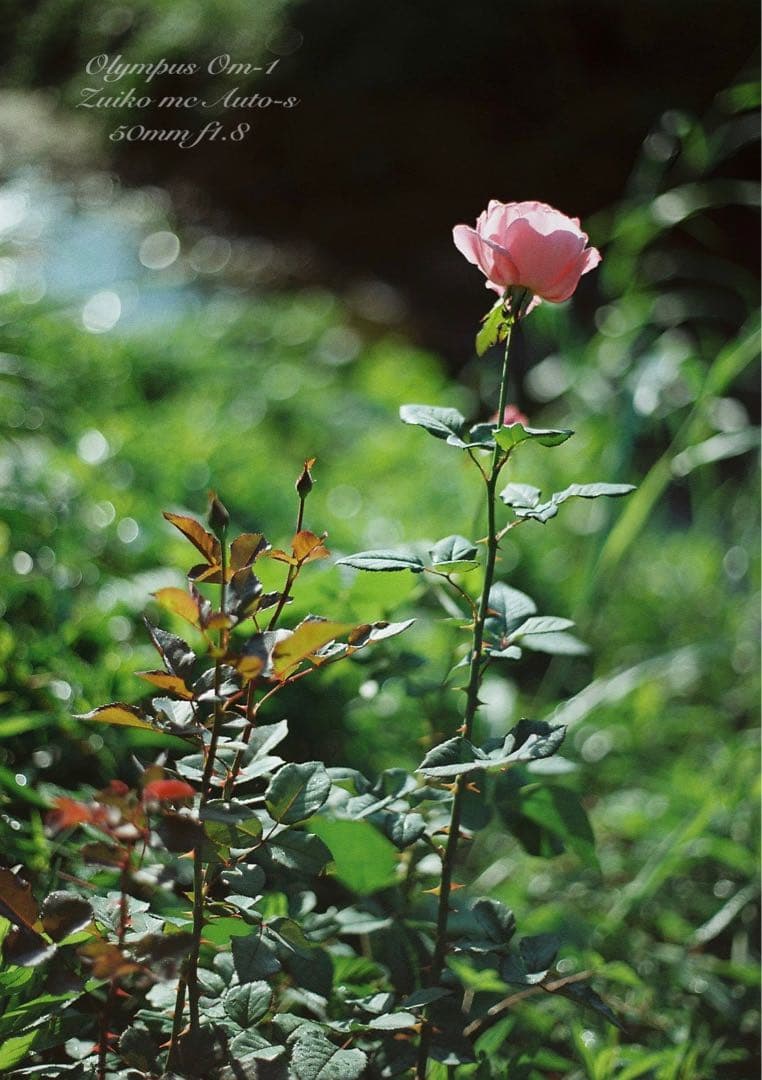 ★超美品！完動品★OLYMPUS OM-1（ブラック）作例多数★初期保証付き！