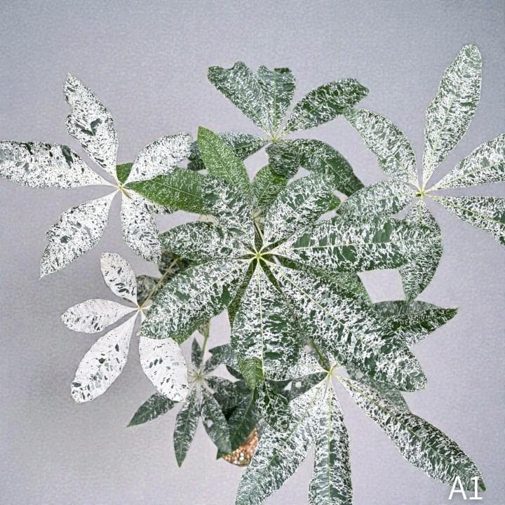 パキラ ミルキーウェイ｜高さ約130cm・6号鉢・A1｜存在感のある大型株