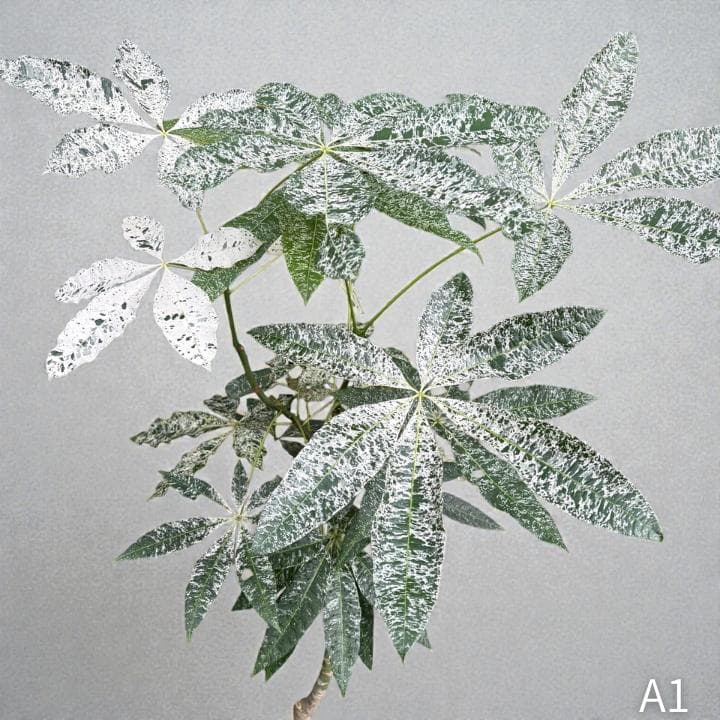 パキラ ミルキーウェイ｜高さ約130cm・6号鉢・A1｜存在感のある大型株