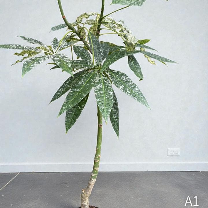 パキラ ミルキーウェイ｜高さ約130cm・6号鉢・A1｜存在感のある大型株