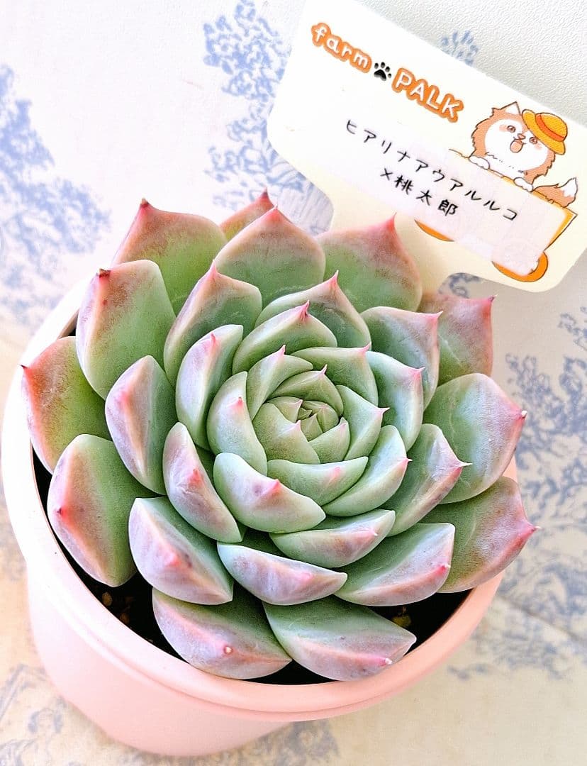 ꕤclara*様 リクエスト 4点 まとめ商品