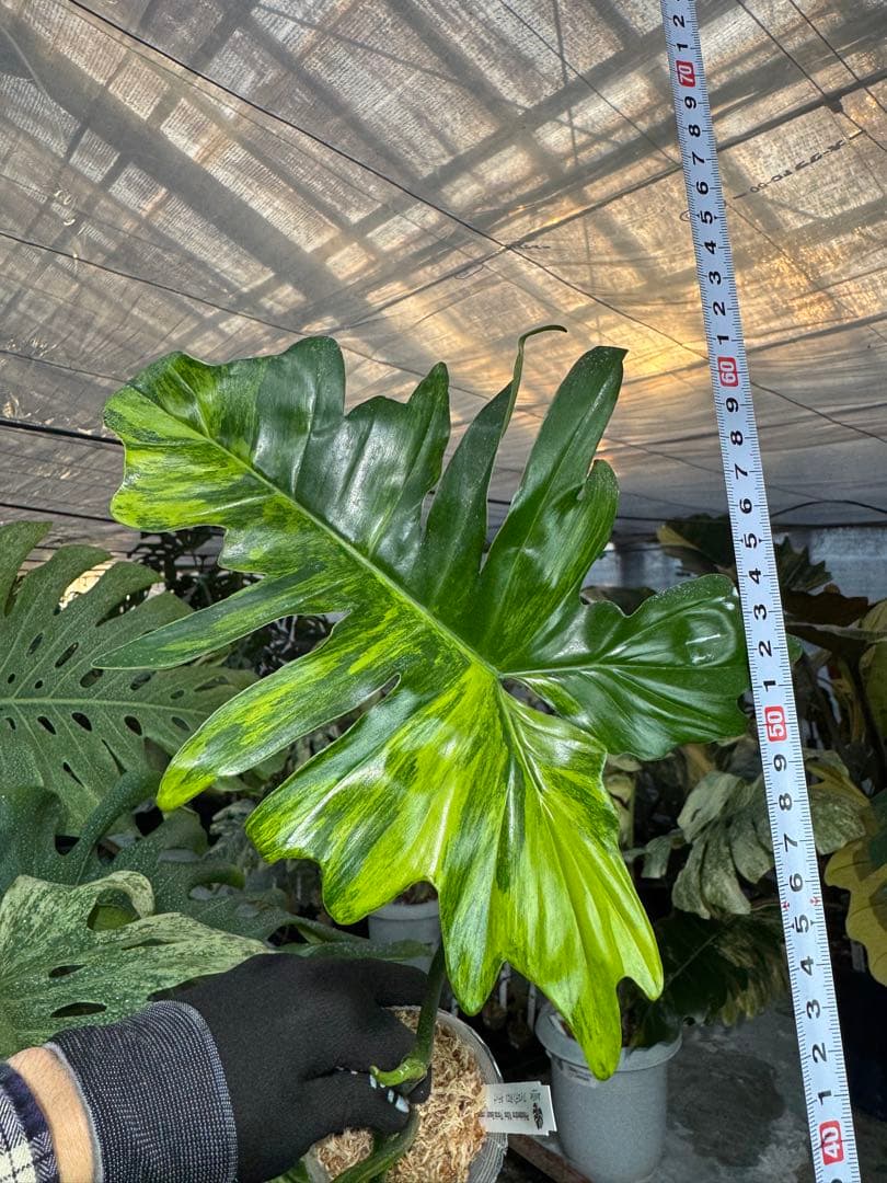 KN1 フィロデンドロン　キティナ　健康カット苗