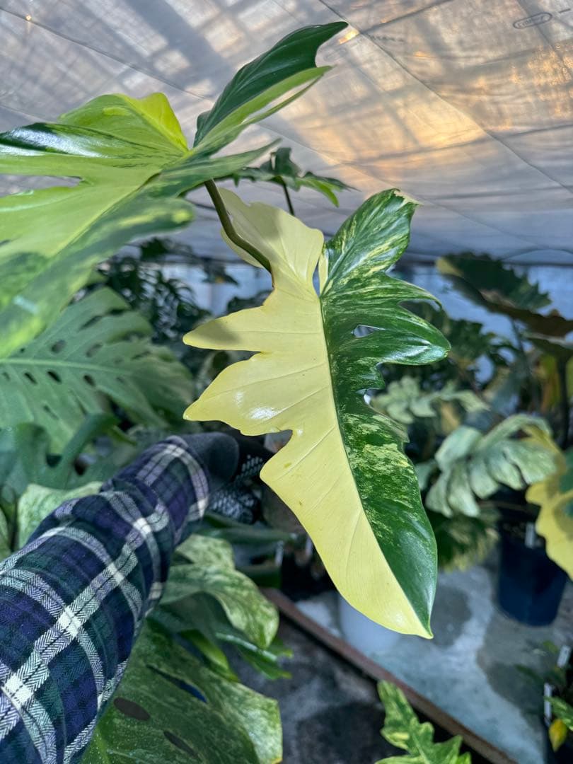 KN1 フィロデンドロン　キティナ　健康カット苗