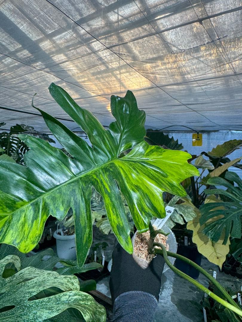 KN1 フィロデンドロン　キティナ　健康カット苗