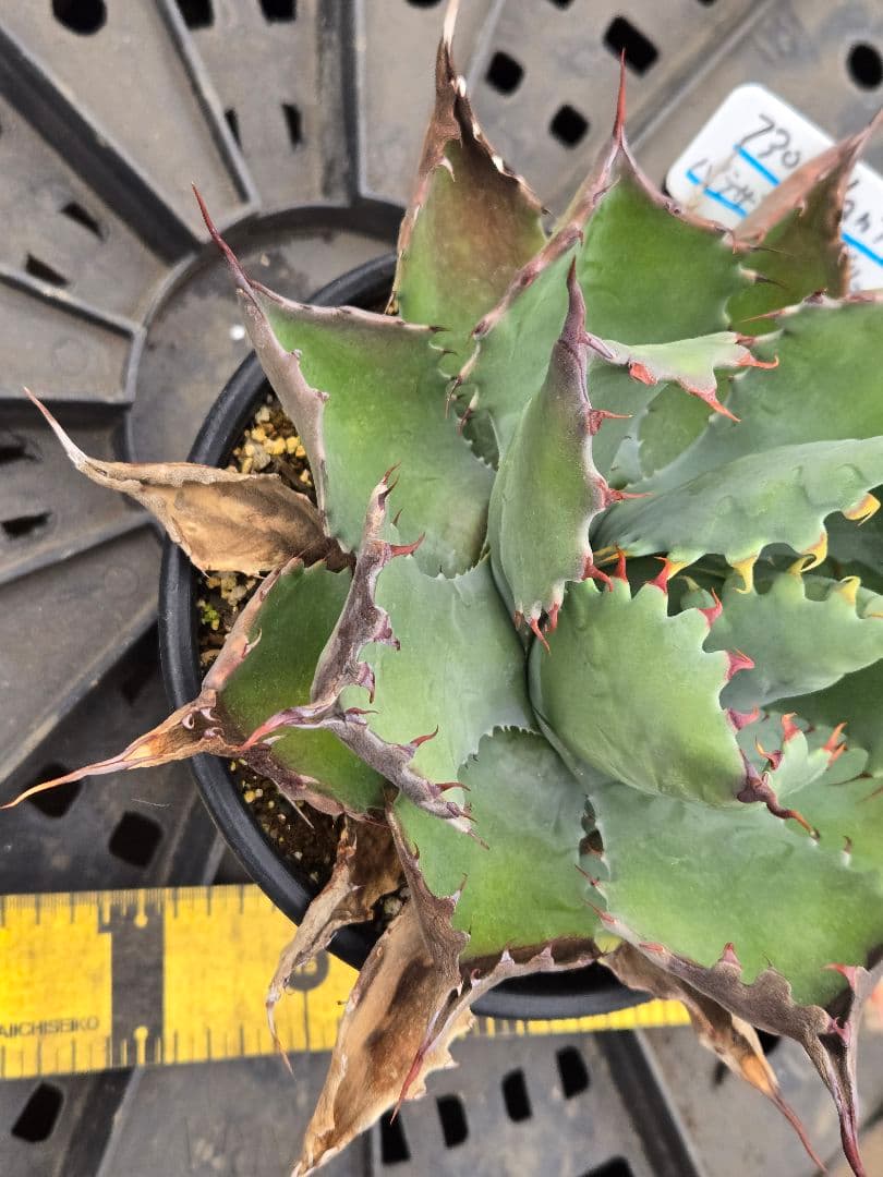 アガベ　ハイブリッド　パラサナ×マルガリータ③