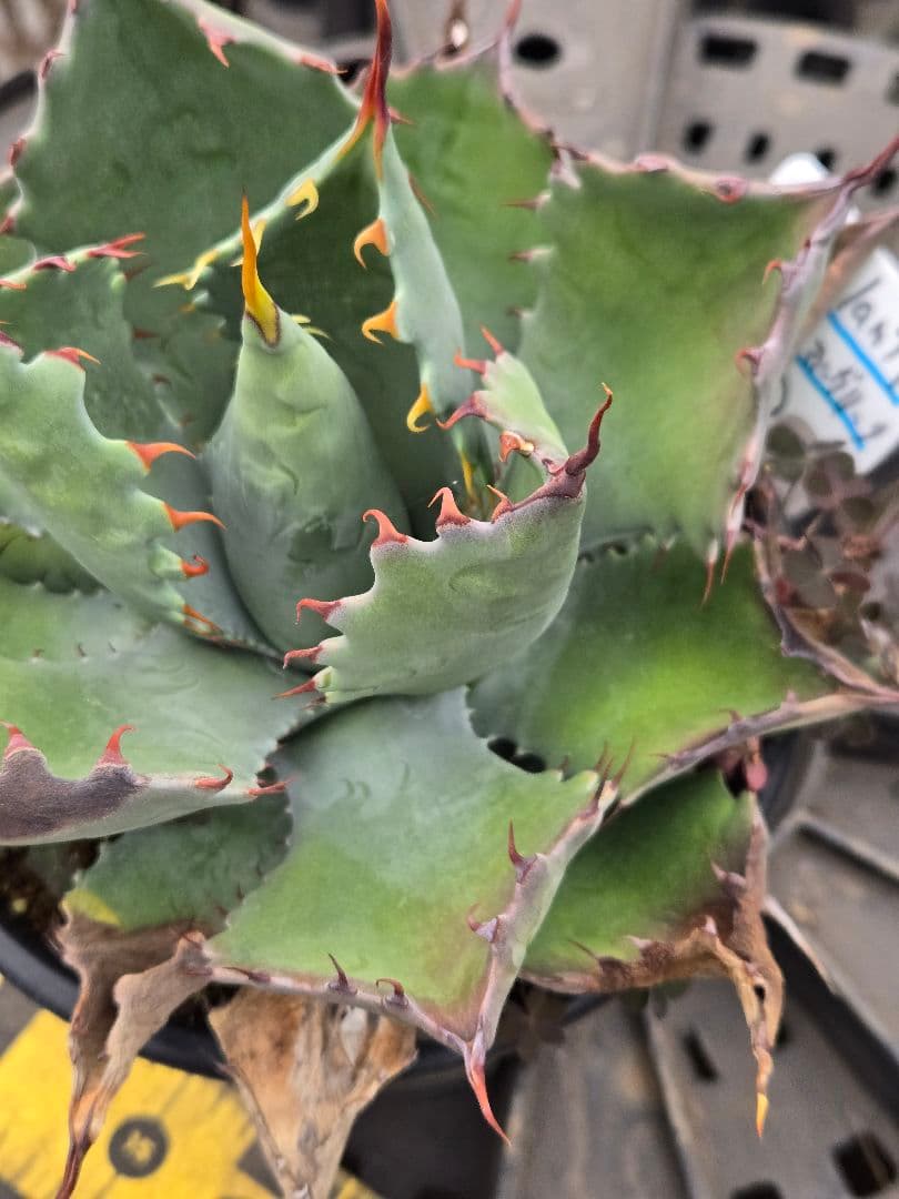 アガベ　ハイブリッド　パラサナ×マルガリータ③