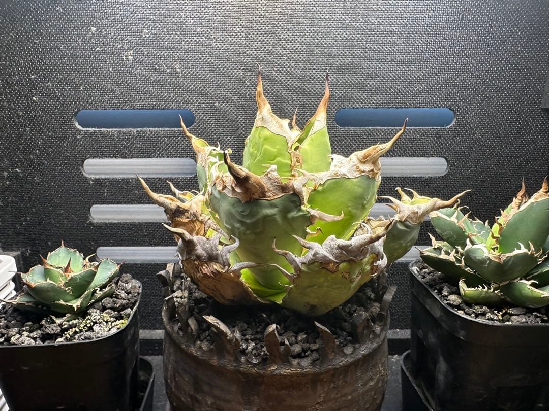 特選アガベ　オアハカ現地球(親株)