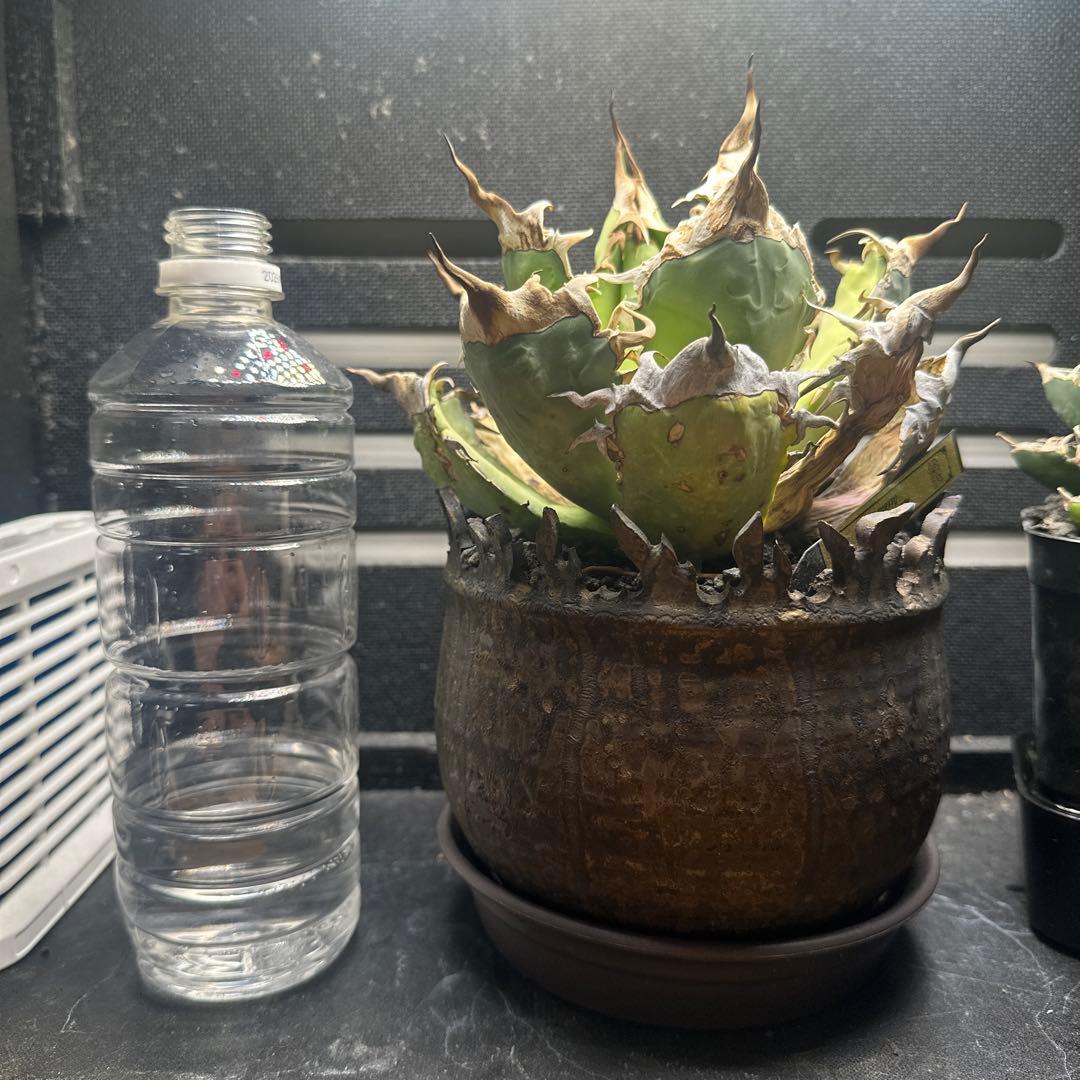 特選アガベ　オアハカ現地球(親株)