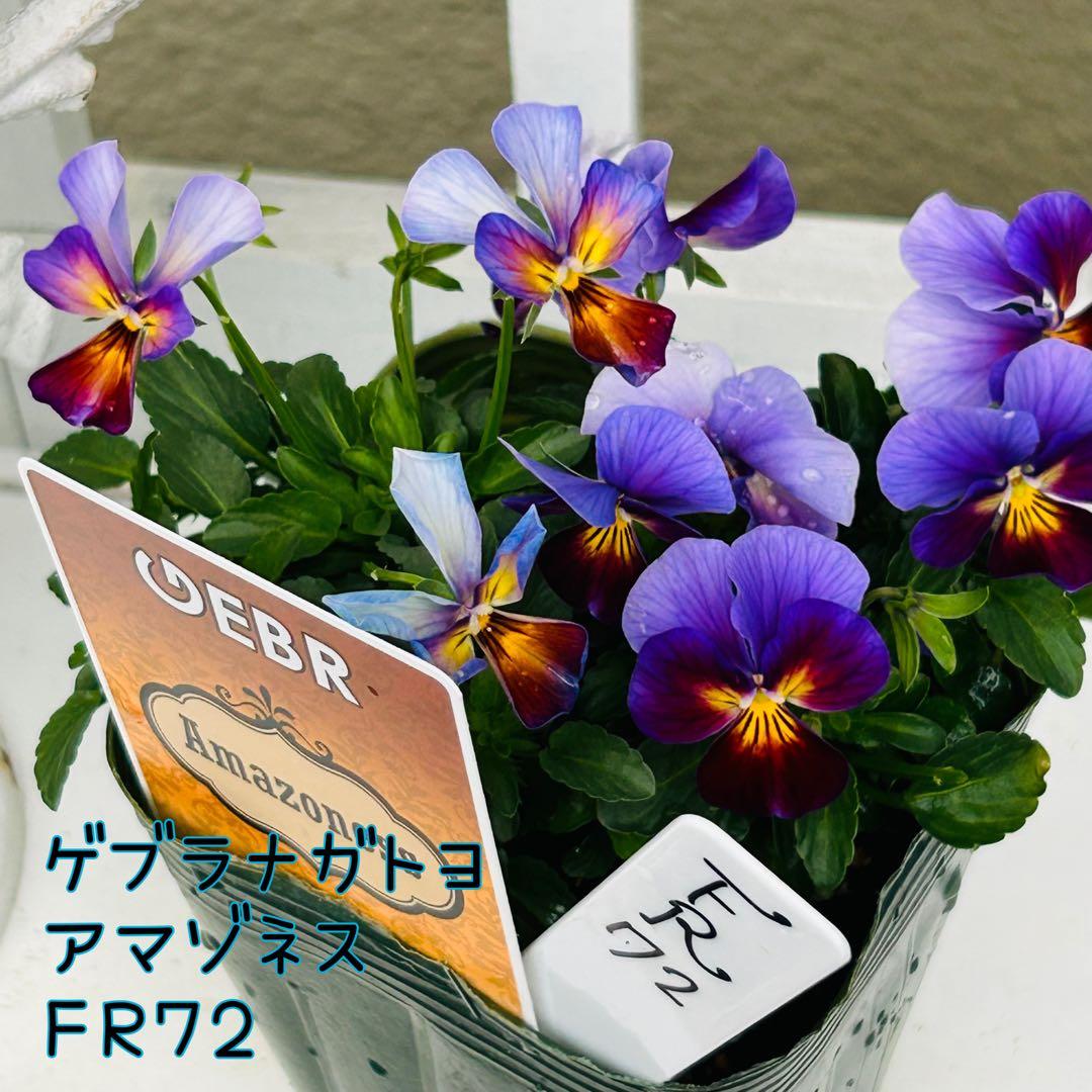 専用 ＦＲ７２♥ゲブラナガトヨ　アマゾネス♥花苗ポットごと発送♥