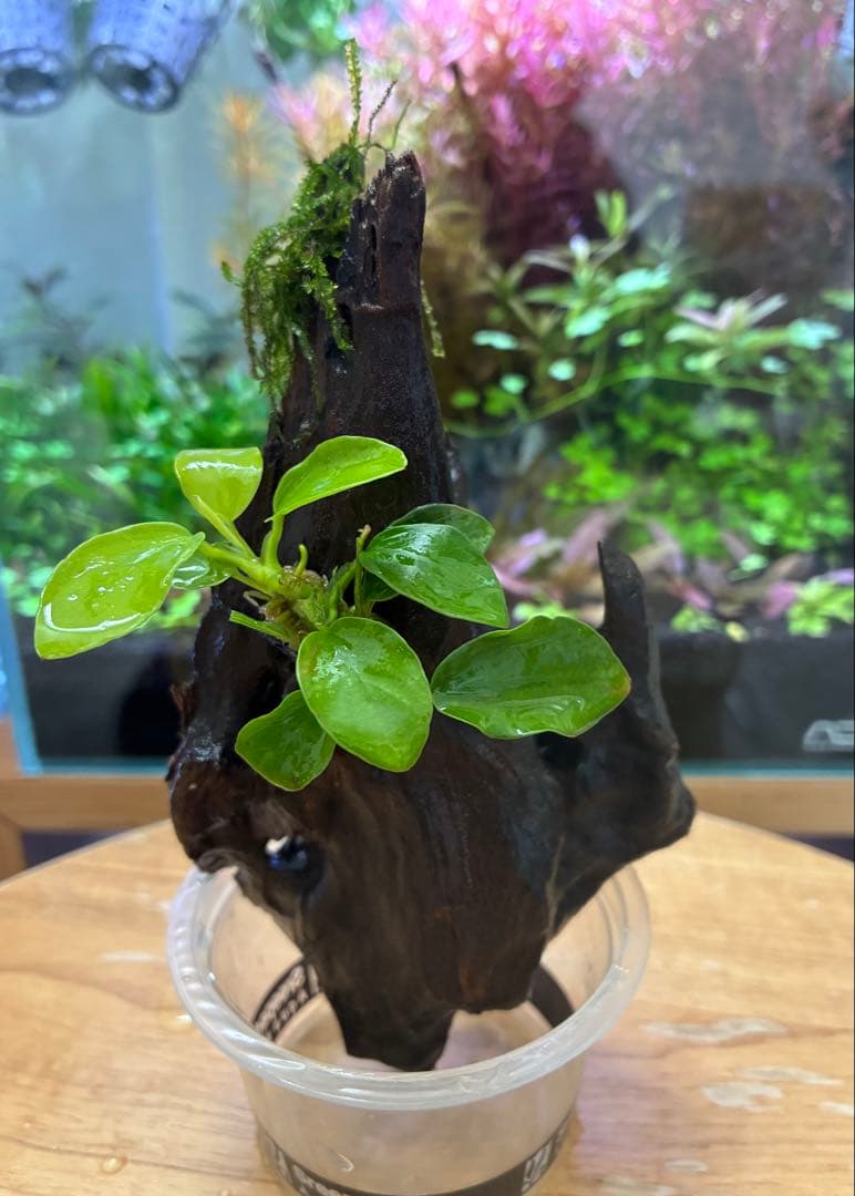 水草茂「shino様オーダー用」