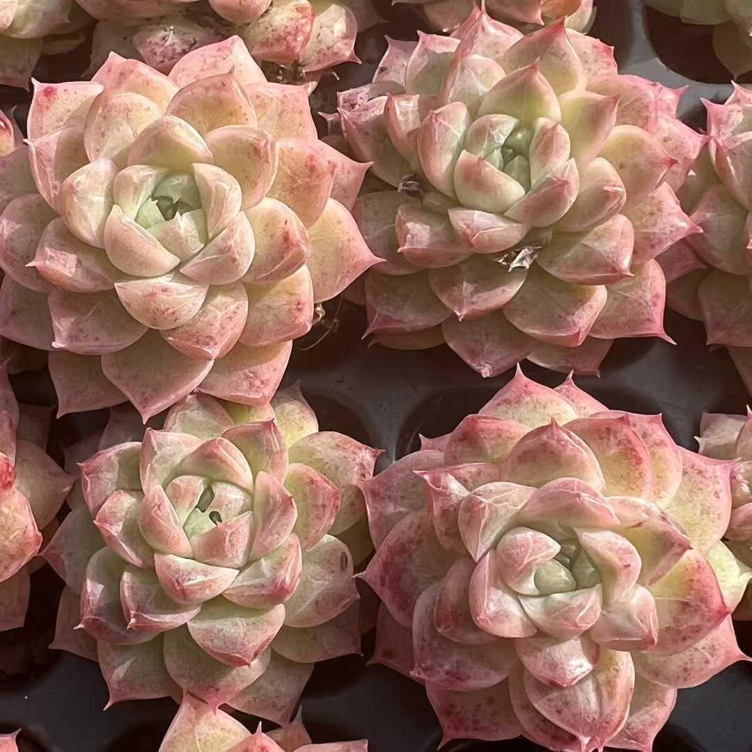 Top【選抜株】多肉植物　23485オリンジ　ブロサム 105個　プラグトレー苗