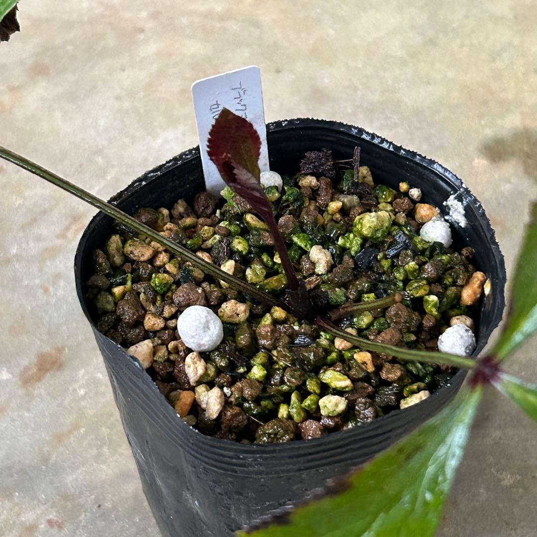 クリスマスローズ 苗 ブラックマジック セルフ