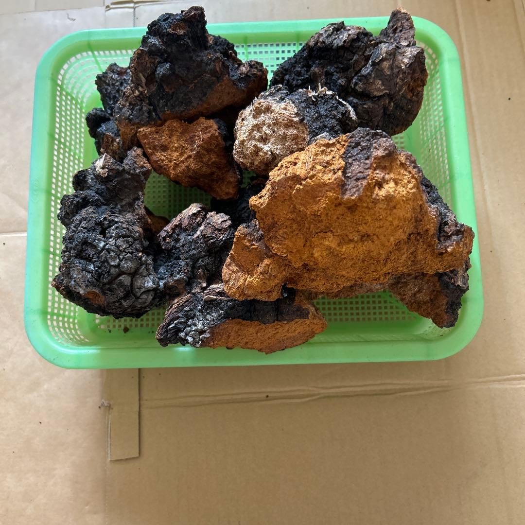 【北海道産】カバノアナタケ2キロ （E）