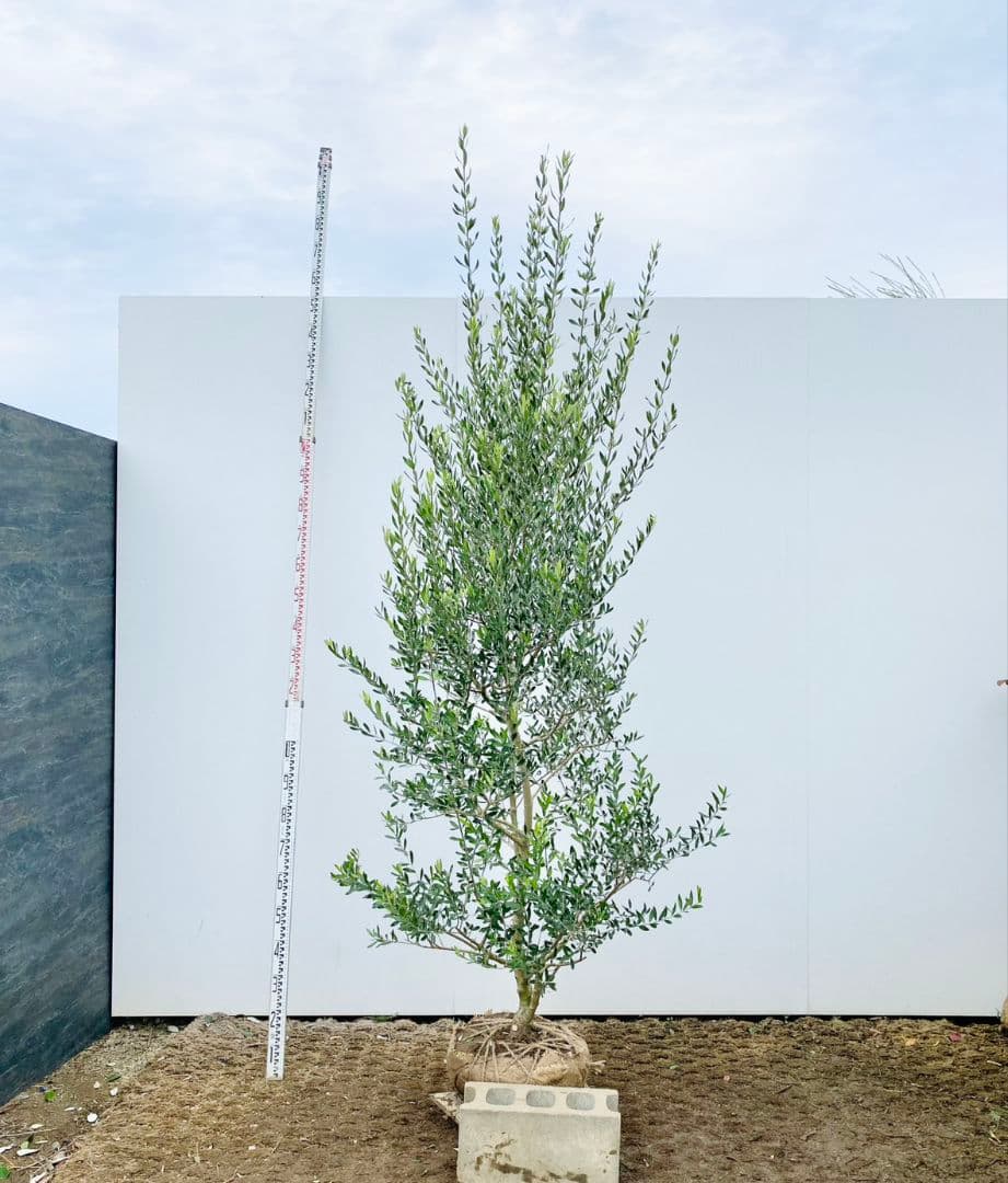 Hanakoさん専用　オリーブの木　エルグレコ　/882