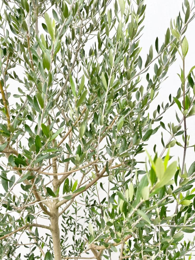 Hanakoさん専用　オリーブの木　エルグレコ　/882