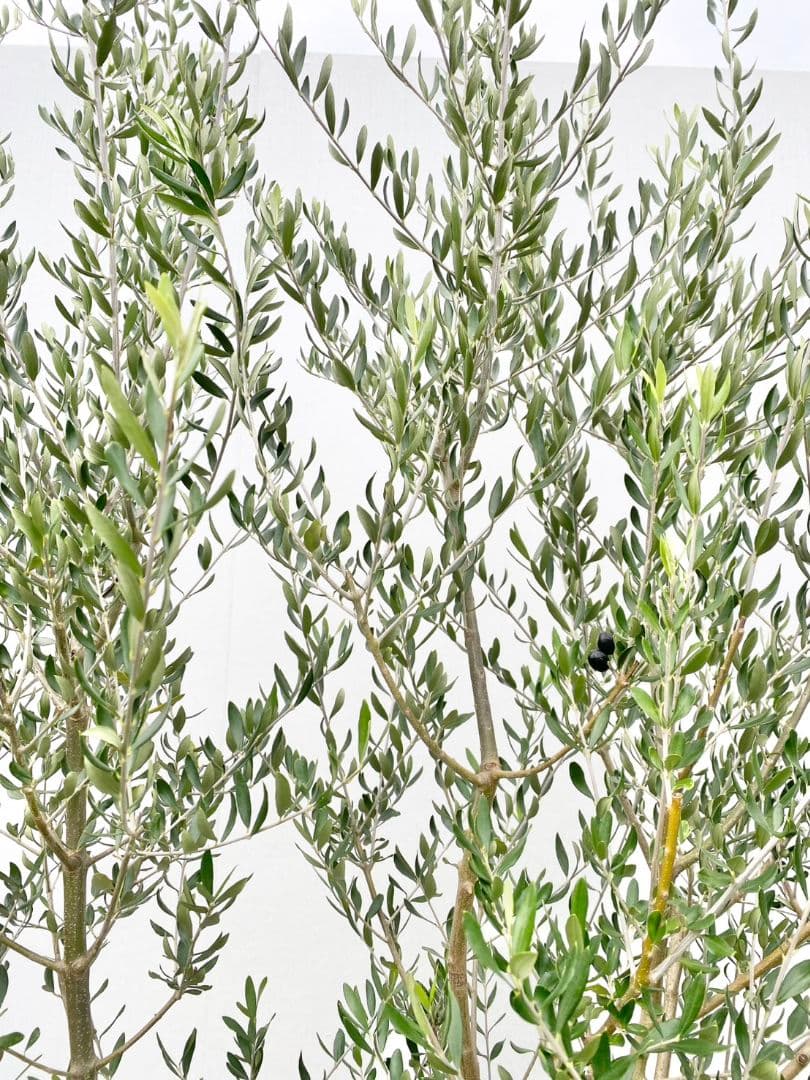 Hanakoさん専用　オリーブの木　エルグレコ　/882