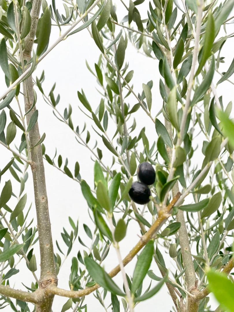 Hanakoさん専用　オリーブの木　エルグレコ　/882