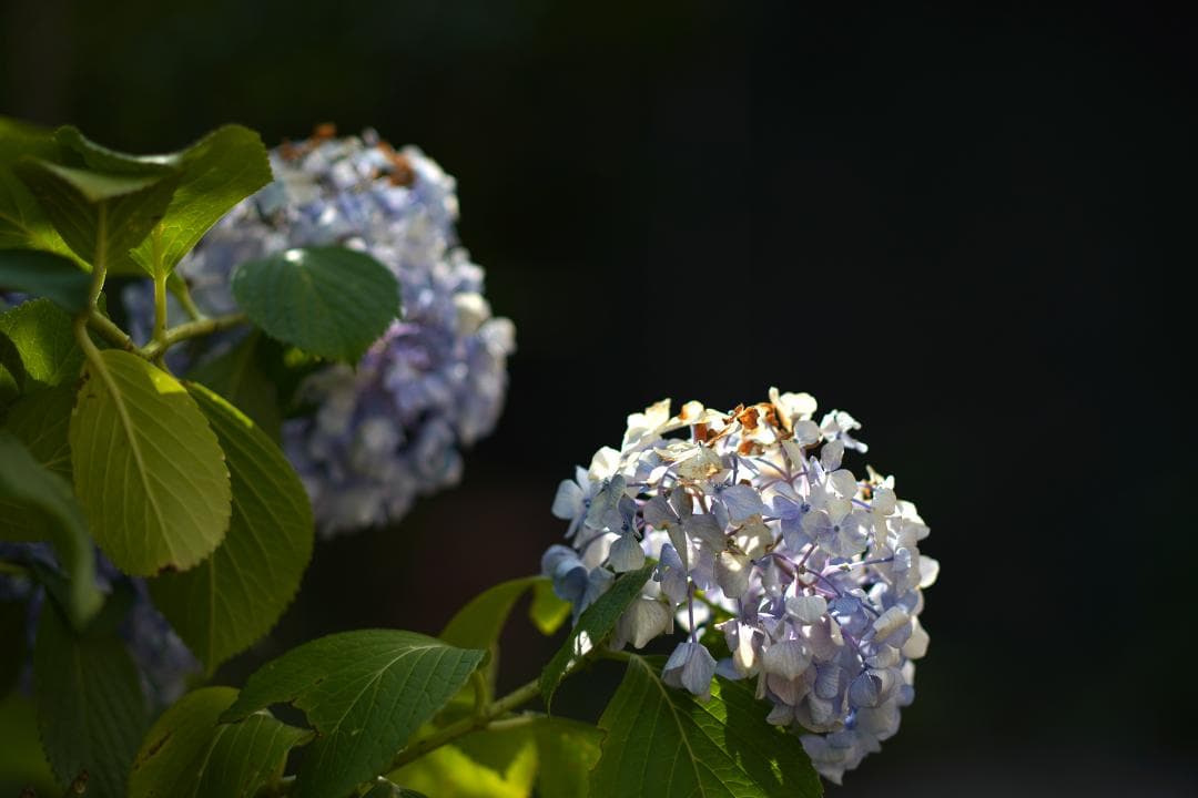 Super-Multi-Coated 6x7 105mm F2.4 説明欄名前