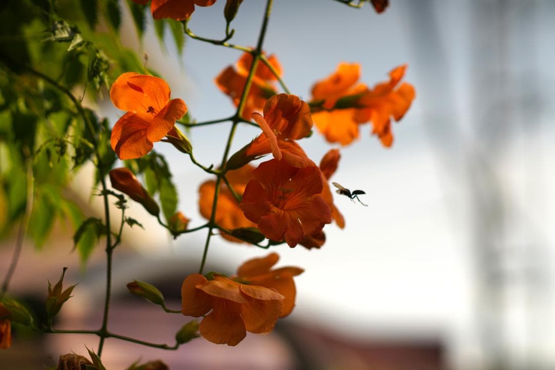 Super-Multi-Coated 6x7 105mm F2.4 説明欄名前