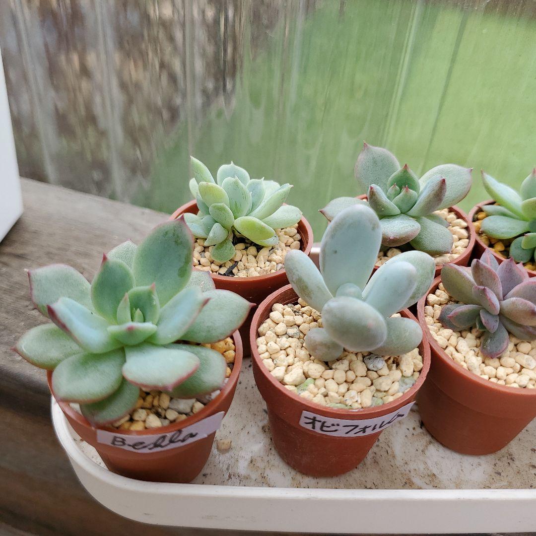 ryo様確認用②多肉植物★7種類セット★抜き苗