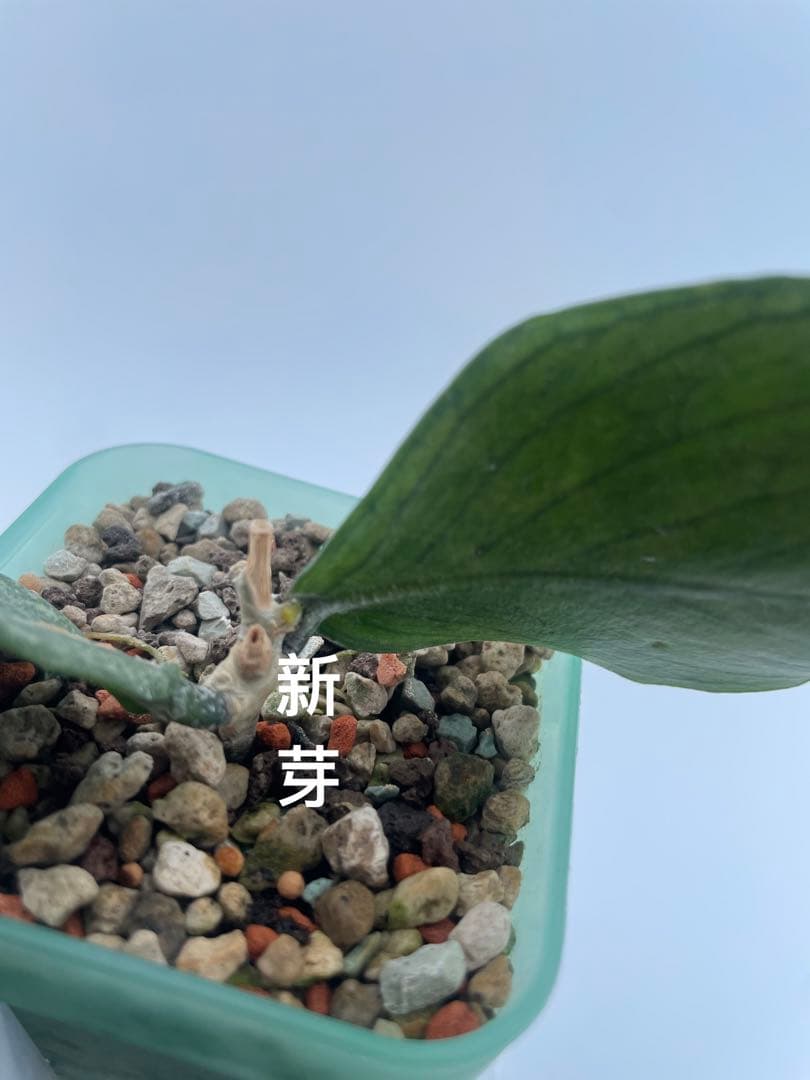 シルバー人魚ホヤ Hoya polyneura silver /broget