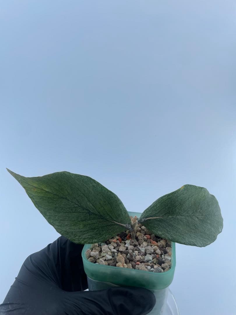 シルバー人魚ホヤ Hoya polyneura silver /broget