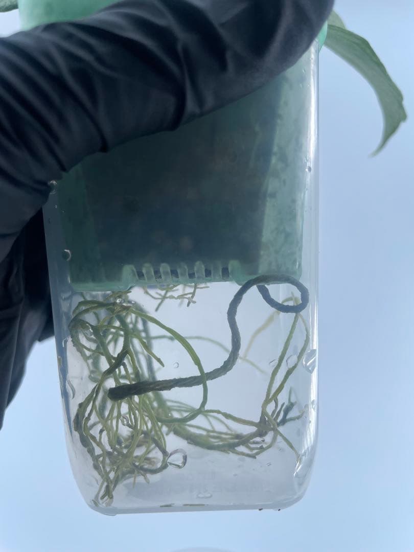 シルバー人魚ホヤ Hoya polyneura silver /broget