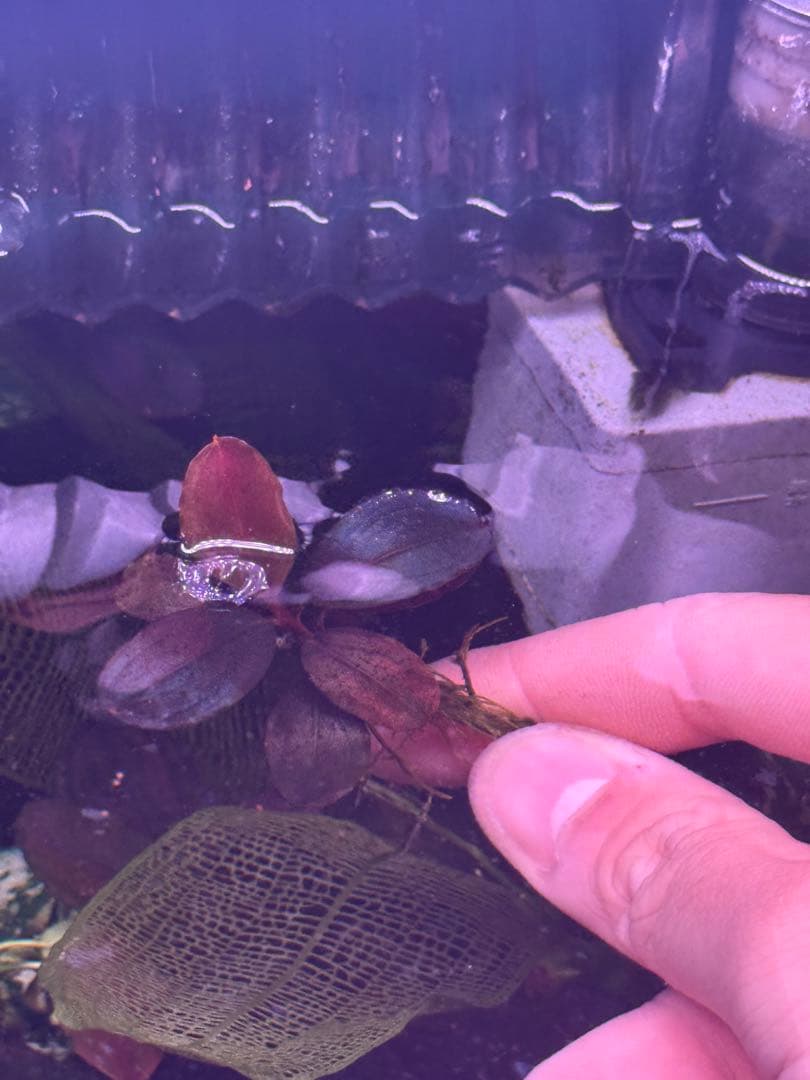 ブセファランドラsp.ファンタスティックパープル　完全水中葉　1株