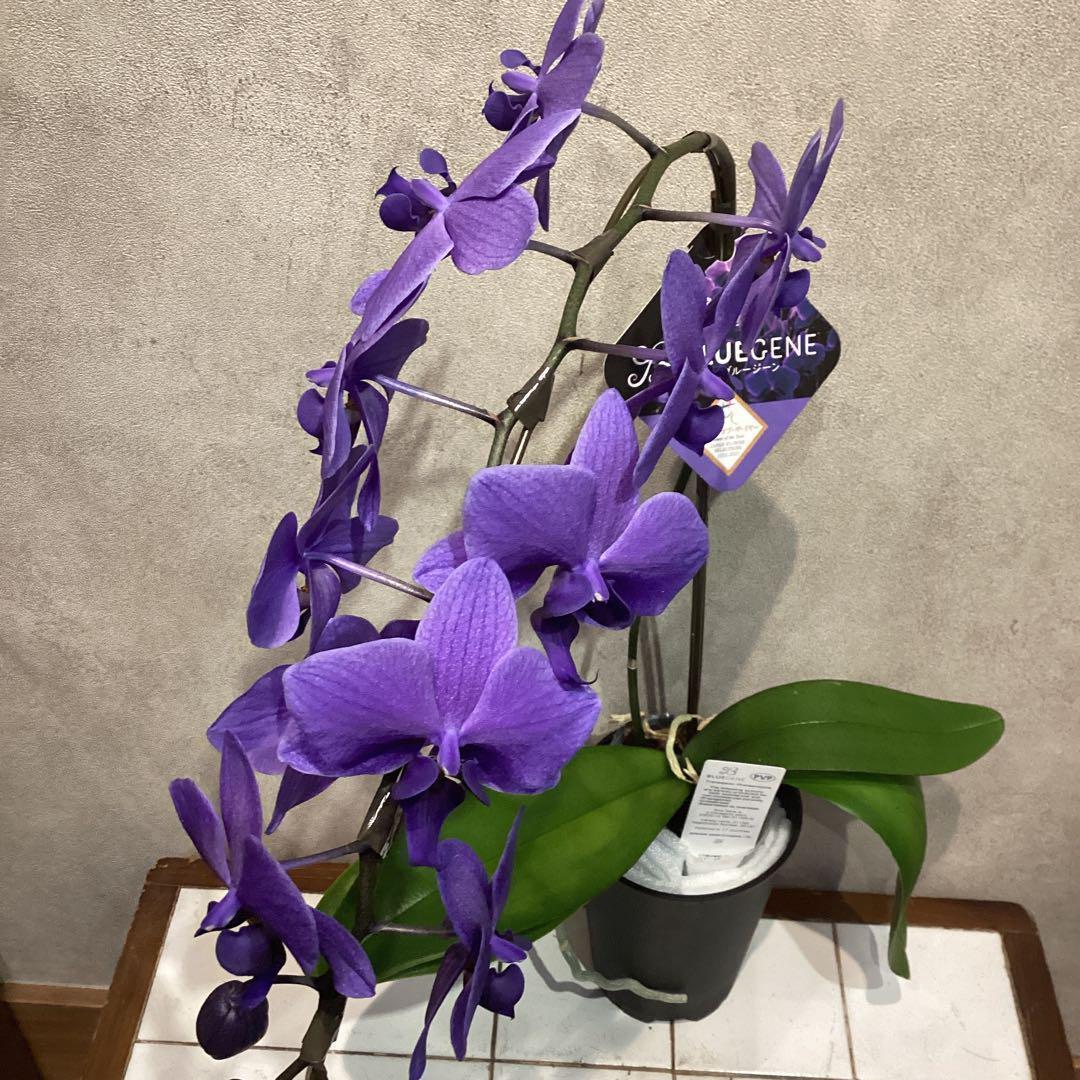 年始SALE❗️入荷少なめです❗️超希少❗️胡蝶蘭❤️ブルージーン　1本立