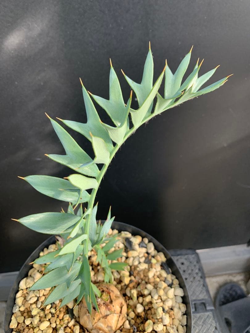 【南ア産・発根済】エンセファラルトス・ホリダス 約5cm +子株2｜No4-14