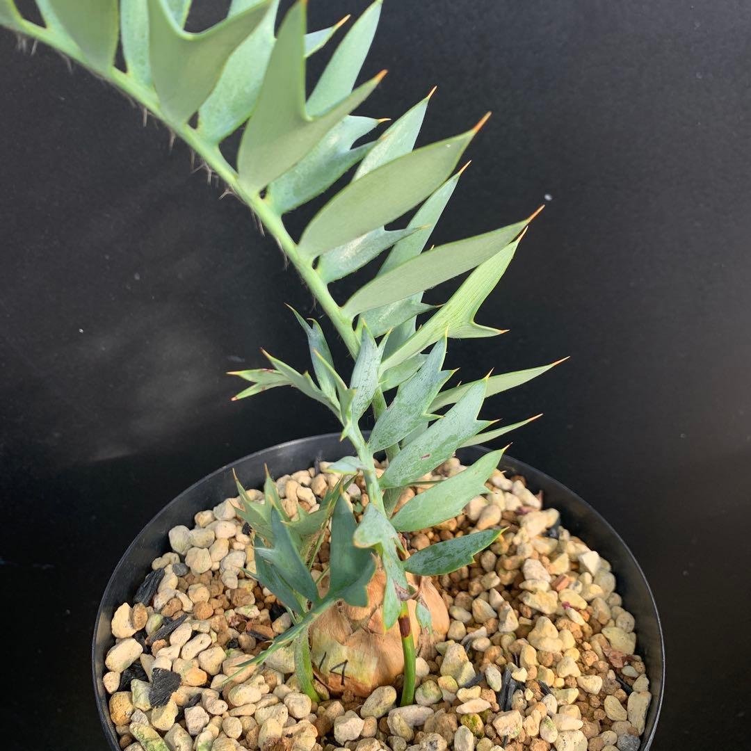 【南ア産・発根済】エンセファラルトス・ホリダス 約5cm +子株2｜No4-14