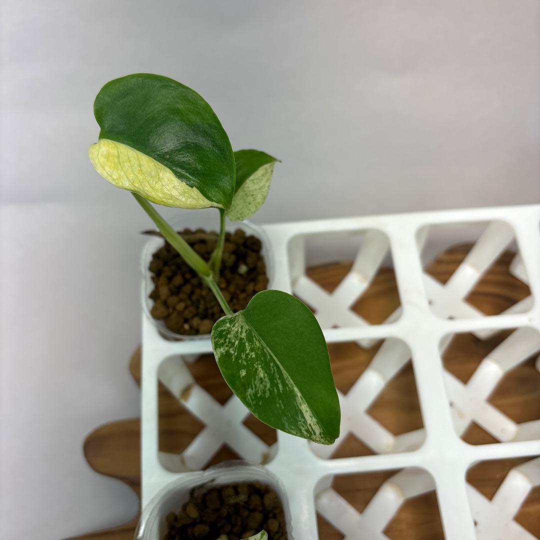 ペ*シ様 5株セットms10【特別選抜】ホワイトモンスター／天津蘭 モンステラ斑