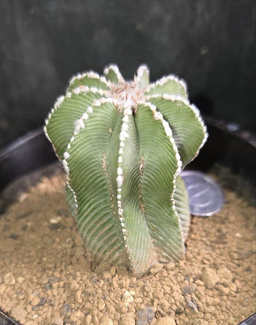 サボテン　アズテキウム　ヒントニー