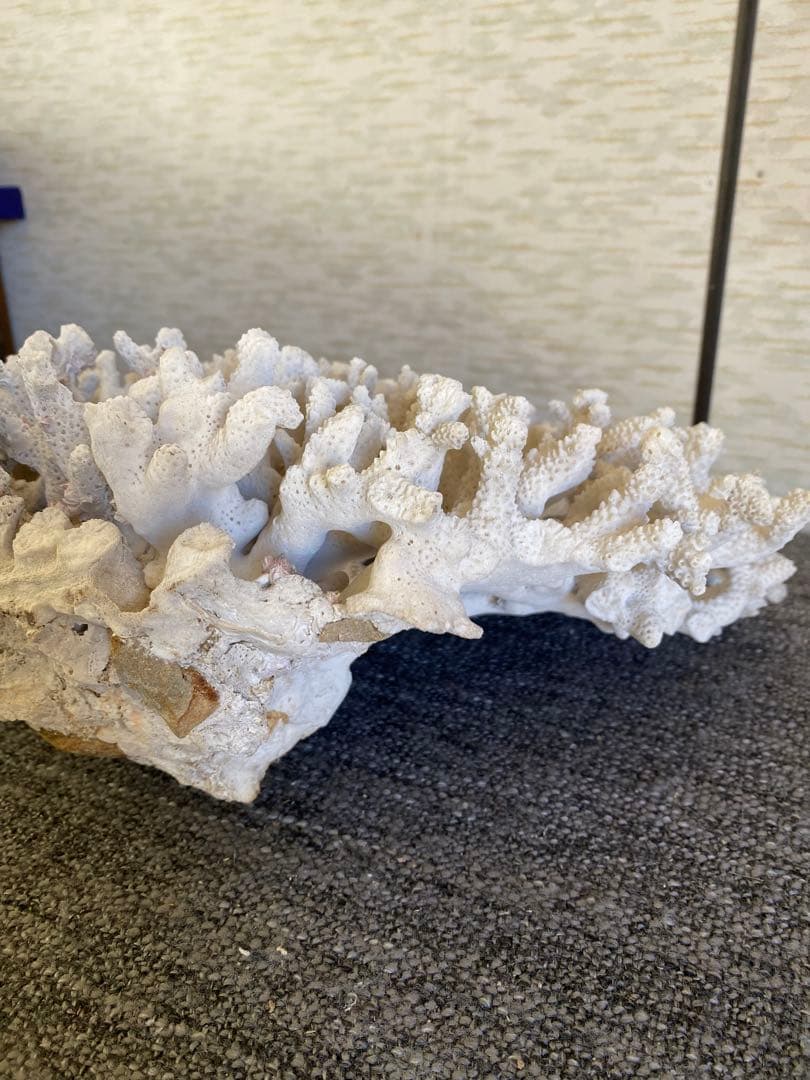 サンゴ置物　珊瑚　テーブルサンゴ　オブジェ