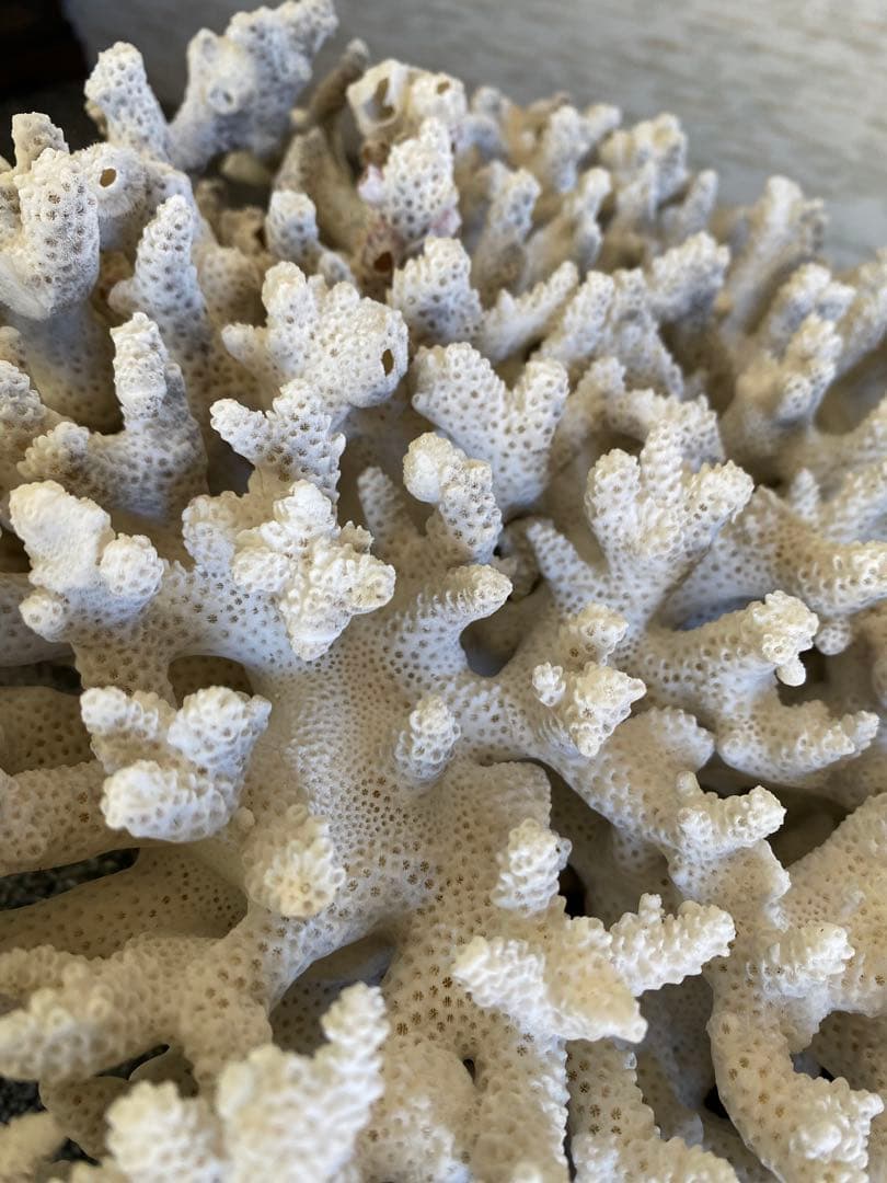 サンゴ置物　珊瑚　テーブルサンゴ　オブジェ