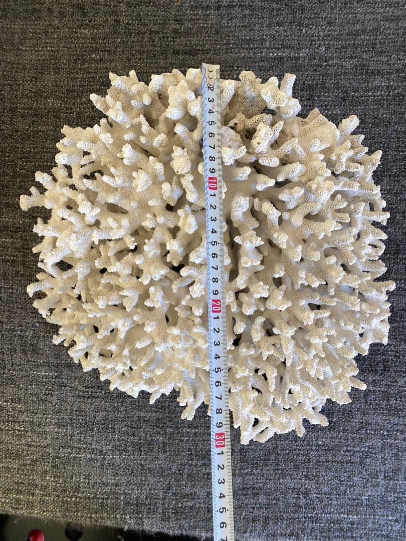 サンゴ置物　珊瑚　テーブルサンゴ　オブジェ