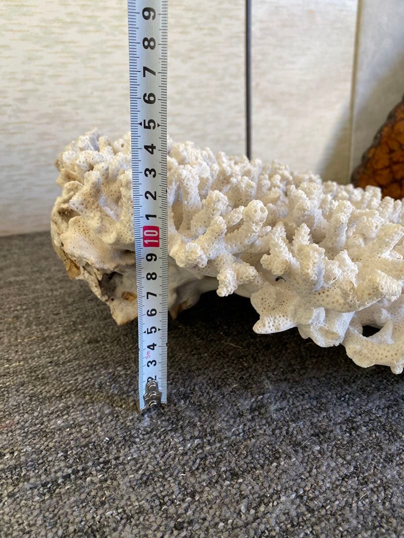 サンゴ置物　珊瑚　テーブルサンゴ　オブジェ