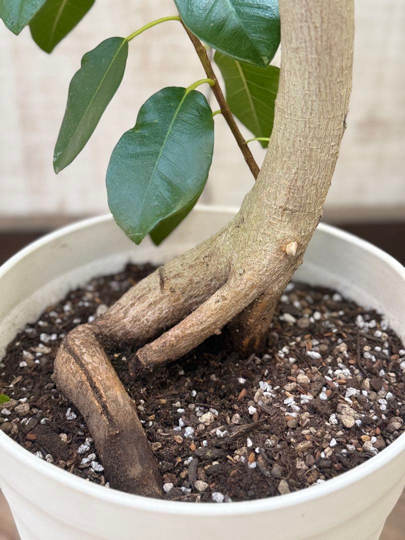 ☆ フランスゴムの木 フィカス•ルビギノーサ♪ 152cm リビングサイズ♪