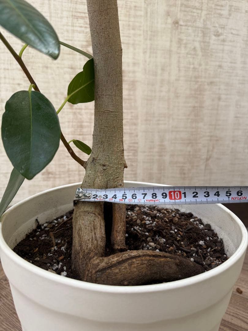 ☆ フランスゴムの木 フィカス•ルビギノーサ♪ 152cm リビングサイズ♪