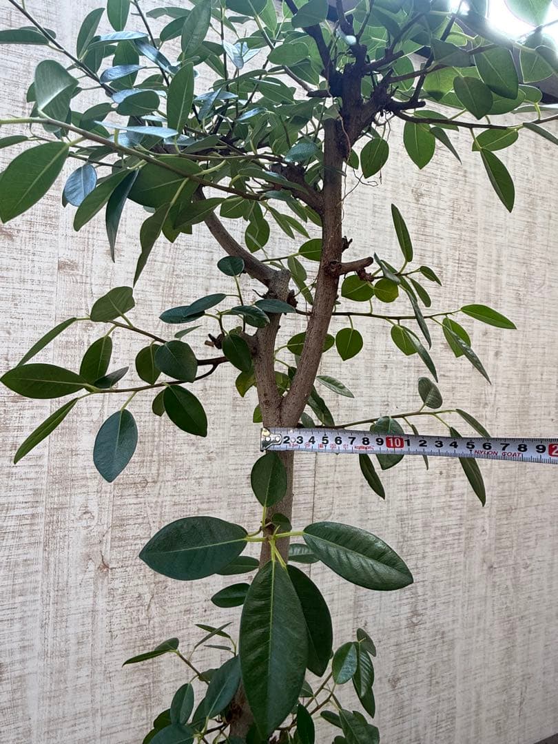 ☆ フランスゴムの木 フィカス•ルビギノーサ♪ 152cm リビングサイズ♪