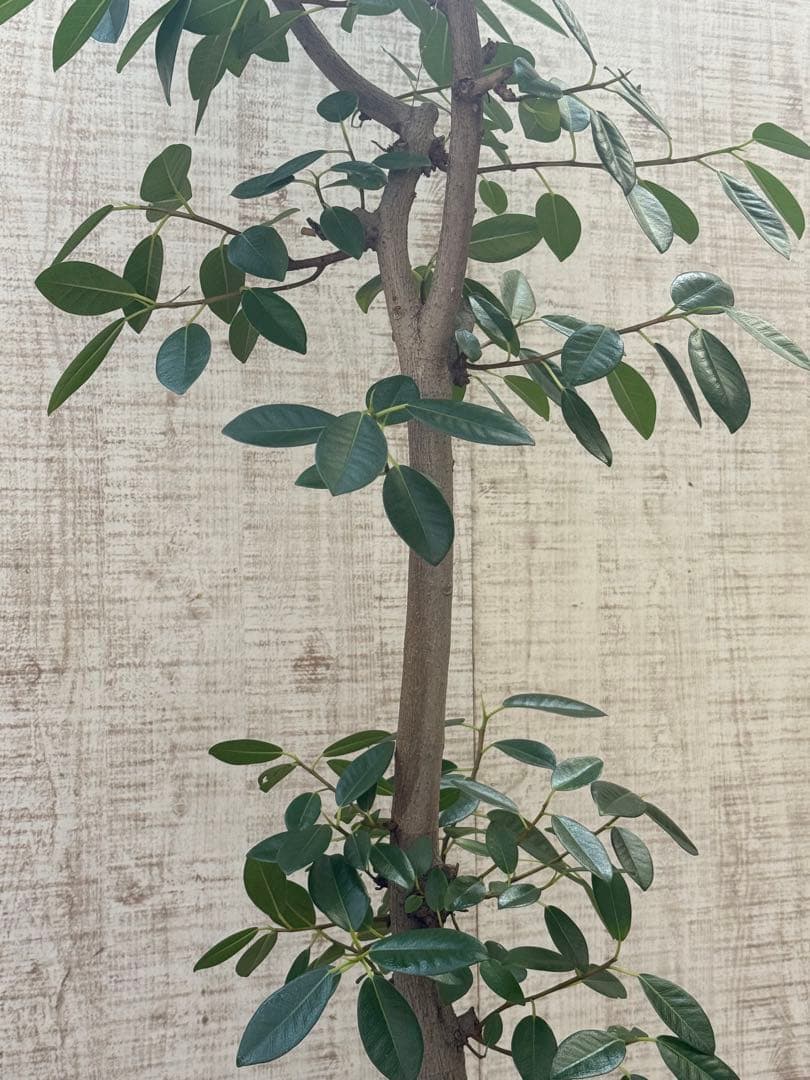 ☆ フランスゴムの木 フィカス•ルビギノーサ♪ 152cm リビングサイズ♪