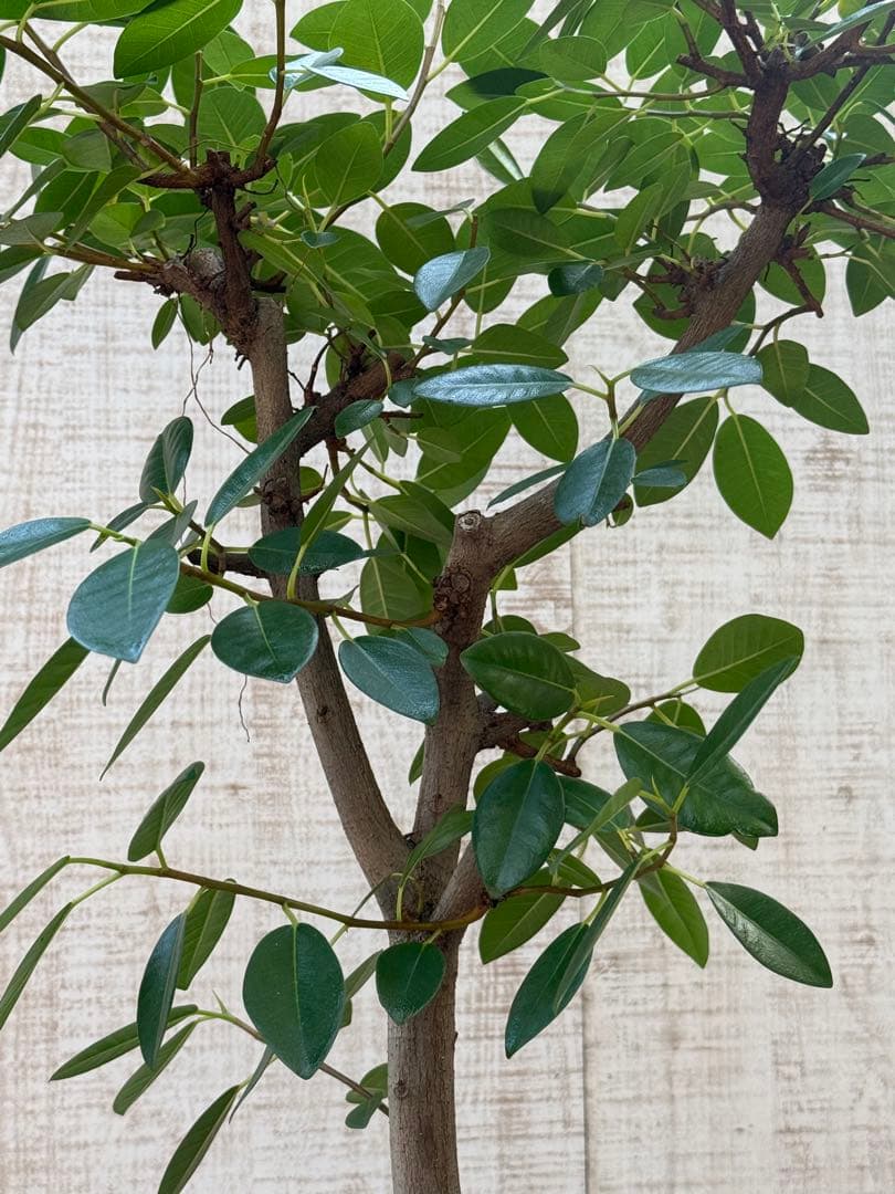 ☆ フランスゴムの木 フィカス•ルビギノーサ♪ 152cm リビングサイズ♪