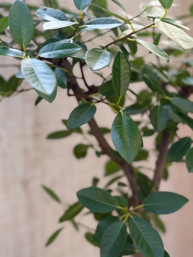 ☆ フランスゴムの木 フィカス•ルビギノーサ♪ 152cm リビングサイズ♪