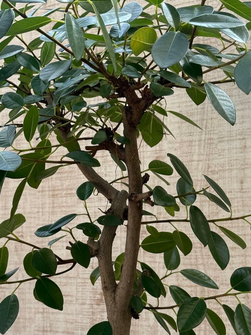 ☆ フランスゴムの木 フィカス•ルビギノーサ♪ 152cm リビングサイズ♪