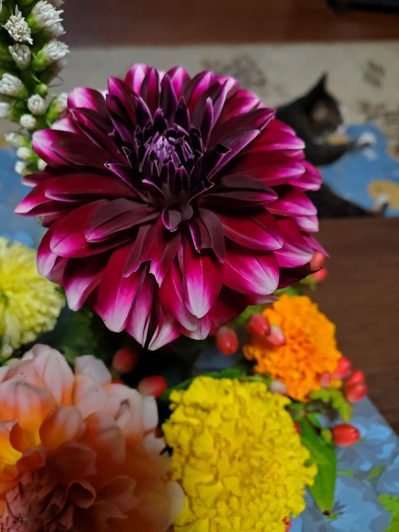 注文用です。　ダリア　中輪　赤色と白色の咲き分け咲き　１球～25-7(2)