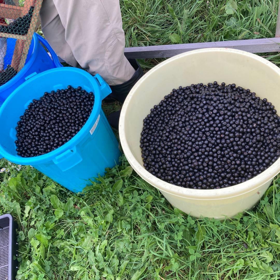 北海道産アロニア冷凍果実 5kg