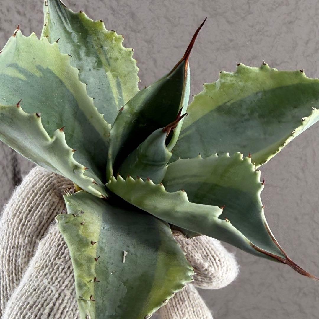 が*ー様 【アガベ オバティフォリア“オルカ”】地植え/-18℃まで/極上　L2