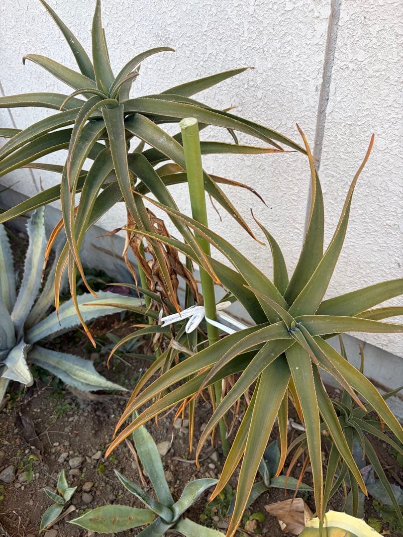 耐寒性アロエ　ストリアツラ5頭大株◇ドライガーデン多肉サボテン　アガベ ユッカ