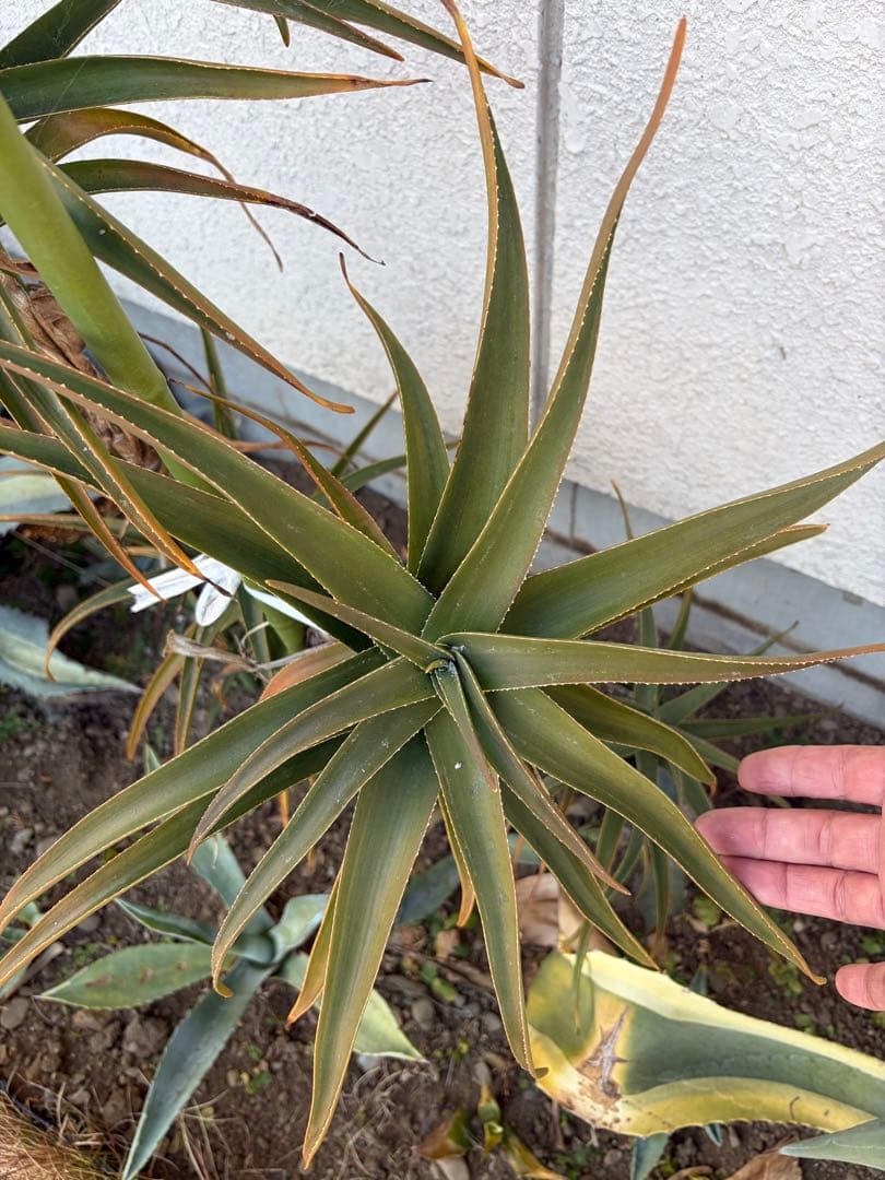 耐寒性アロエ　ストリアツラ5頭大株◇ドライガーデン多肉サボテン　アガベ ユッカ